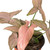 Syngonium 'Pink Splash'
