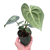 Anthurium 'Pterodactyl'