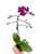 Orchid 'Purple Fucshia Phalaenopsis'