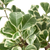 Ficus Elastica 'Triangularis' Variegated