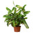 Ctenanthe Lubbersiana 'Bamburanta'