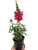 SnapDragon
