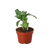 Calathea 'Orbifolia' 4 Inch Pot