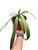 Anthurium 'Vittarifolium'