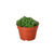 Succulent Haworthia 'Cooperi'
