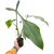 Philodendron 'Joepii'