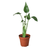 Alocasia 'Tiny Dancer' 