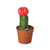 Graft Cactus Succulent 'Red'