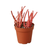 Succulent Euphorbia Tirucalli 'Fire Sticks'
