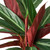 Stromanthe Sanguinea