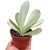 Succulent Kalanchoe 'Flap Jack'