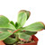 2 Inch Succulent Variety Packs