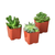 2 Inch Succulent Variety Packs