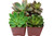 2 Inch Succulent Variety Packs
