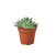 Succulent Pachyveria Glauca 'Little Jewel'