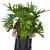 Philodendron Lickety Split'