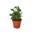 English Ivy 'Teardrop'