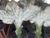 Coral Cactus Mermaid Tail 4" Live Plant