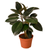 Ficus Elastica 'Burgundy'