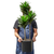 Dracaena 'Craigii' 3
