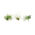 Air Plant 3 Pack - Three Air Plant Varieties