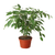 Ficus 'Breeze' 