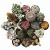 Plant Club Collaboration - Succulent Bundle