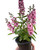 Angelonia
