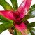 Bromeliad 'Donna'