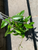 Hoya Pubicalyx Splash House Plant