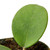 Hoya Obovata