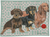 Dachshunds - Best of Breed Dog Breed Fleece Blanket