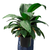 Spathiphyllum Peace Lily Plant 