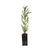 Giant Sequoia Tree - Small Plastic Pot -Ready as is for Replanting - Home and Garden Plants