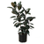 Ficus 'Burgundy' - In 10" Pot