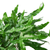 Fern 'Kangaroo Paw'