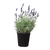 English Lavender - 6" Pot