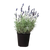 English Lavender - 6" Pot