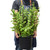Succulent Portulacaria 'Elephant Bush' 