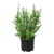 Succulent Portulacaria 'Elephant Bush' 