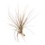 Tillandsia Air Plant Juncifolia Red Hybrid