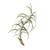 Tillandsia Air Plant Paleacea x Tectorum