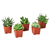 5 Succulent Variety Pack 