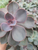 Echeveria Perle Von Nurnberg Succulent Live Plant