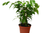 Ficus 'Benjamina' 