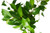 Ficus 'Benjamina' 