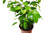 Ficus 'Benjamina' 