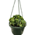 Hoya Rope Plant