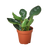 Peperomia Red Edge