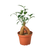 Ficus 'Ginseng'